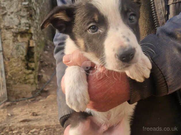 Young Border Collie for sale in Duns, Scottish Borders - Image 5