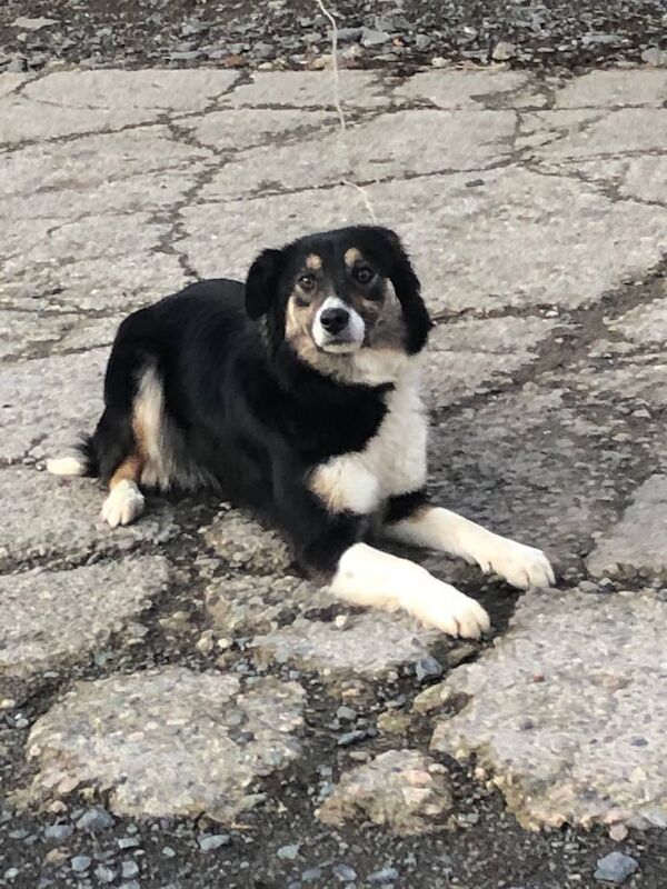 Young Collie Dog. for sale in Armagh, County Armagh