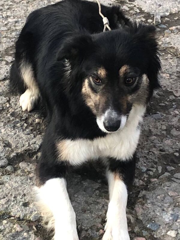 Young Collie Dog. for sale in Armagh, County Armagh - Image 2