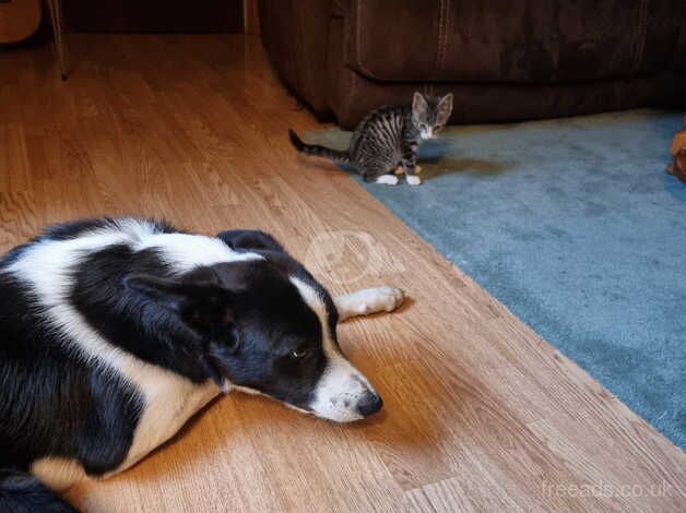 Young male collie for sale. for sale in Aberystwyth, Ceredigion