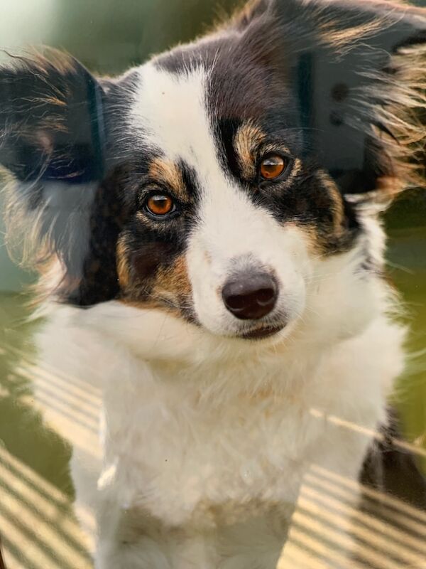 Janet Butler - Border Collie Breeder on Border Collie Owners - Image 2