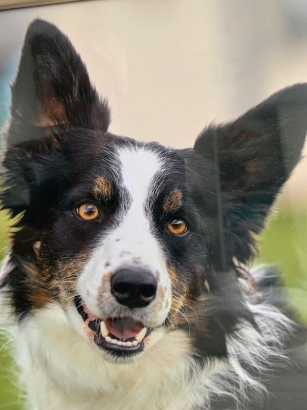 Janet Butler - Border Collie Breeder - Image 3